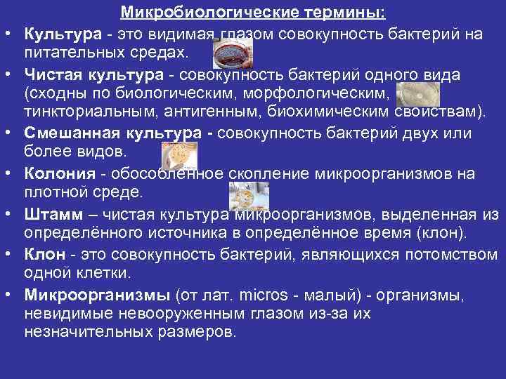  • • Микробиологические термины: Культура - это видимая глазом совокупность бактерий на питательных