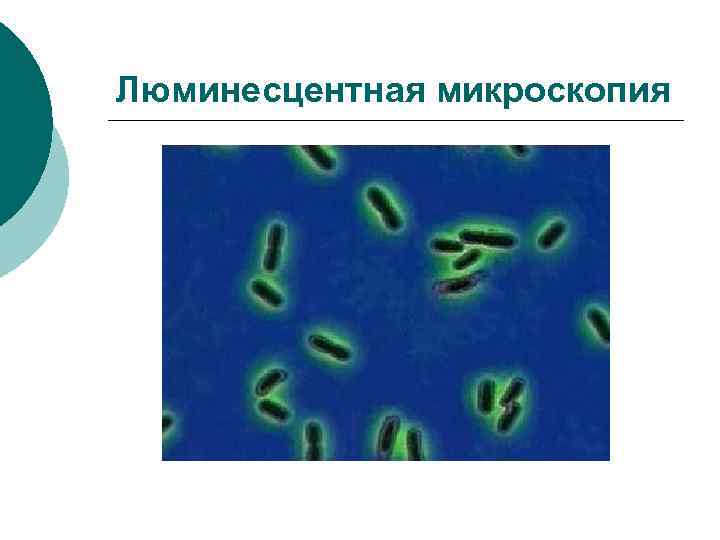 Микроскопия микробиология презентация