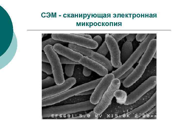 Микроскопия микробиология презентация