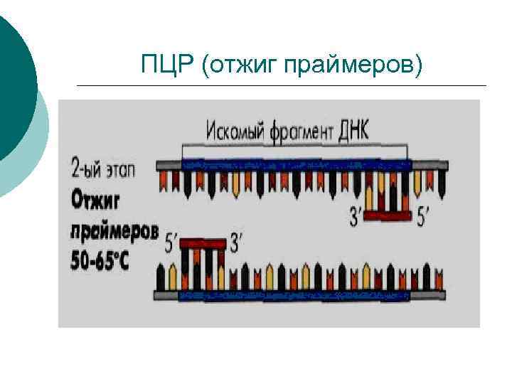 ПЦР (отжиг праймеров) 