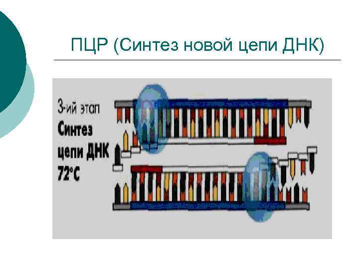 ПЦР (Синтез новой цепи ДНК) 