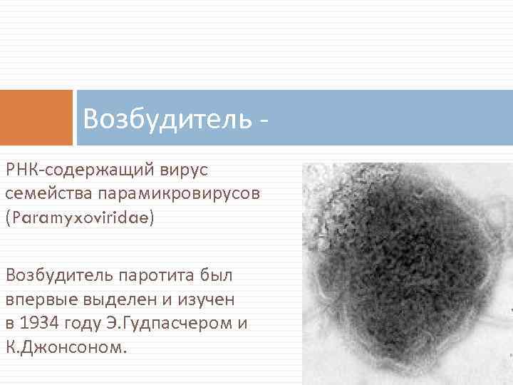 Возбудитель - РНК-содержащий вирус семейства парамикровирусов (Paramyxoviridae) Возбудитель паротита был впервые выделен и изучен