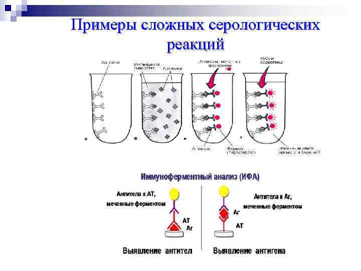 Схема постановки реакции ифа