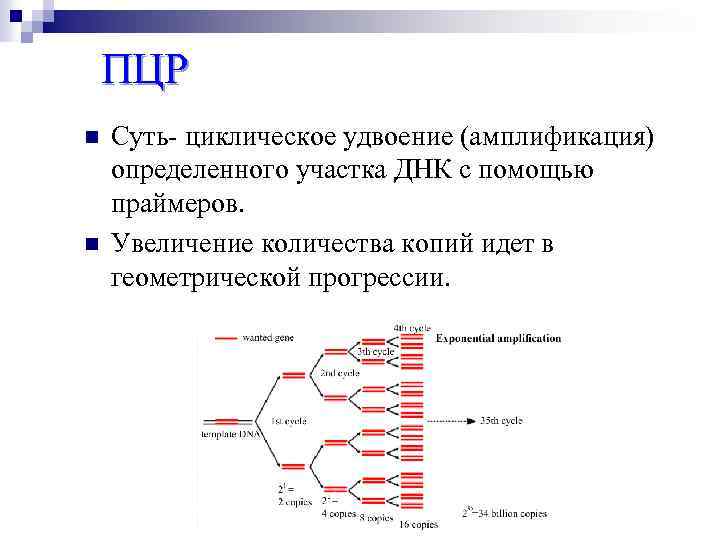 Длина участка днк