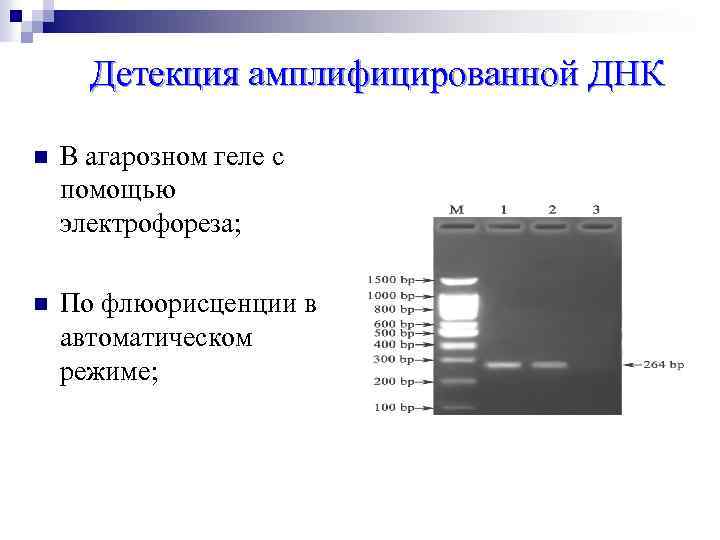 Детекция. ПЦР электрофорез в агарозном геле. Схема проведения электрофореза ДНК В агарозном геле. Детекция ПЦР В агарозном геле. Протокол электрофореза в агарозном геле.