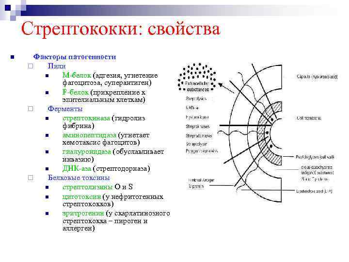 Стрептококки: свойства n Факторы патогенности ¨ Пили n М-белок (адгезия, угнетение фагоцитоза, суперантиген) n