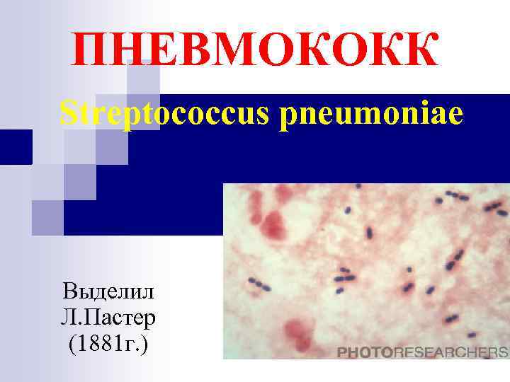 ПНЕВМОКОКК Streptococcus pneumoniae Выделил Л. Пастер (1881 г. ) 