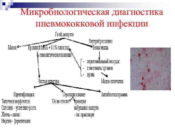 Пневмококки микробиология презентация