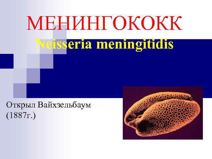 МЕНИНГОКОКК Neisseria meningitidis Открыл Вайхзельбаум (1887 г. ) 