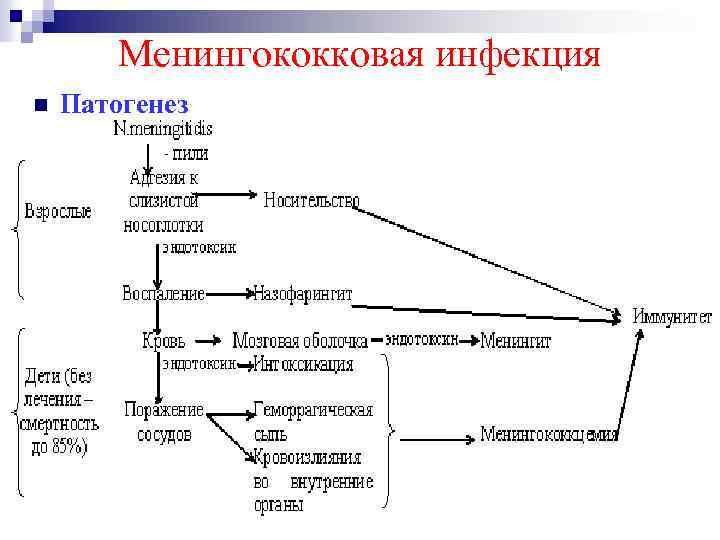 Менингококковая инфекция n Патогенез 