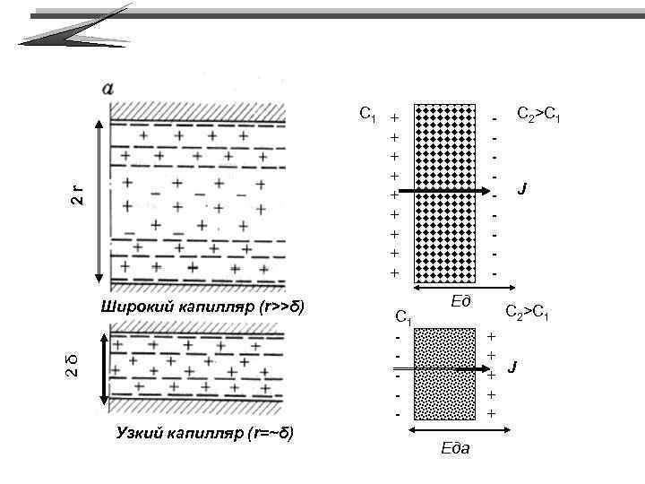 2 r С 1 + + + + + 2δ Широкий капилляр (r>>δ) Узкий
