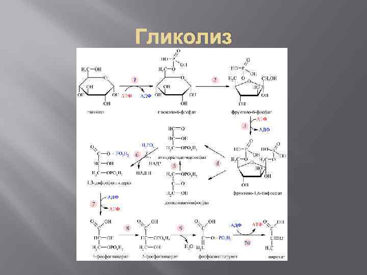 Гликолиз 
