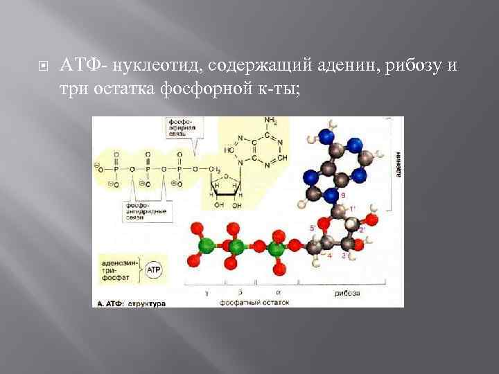 Богатые энергией связи в молекуле атф