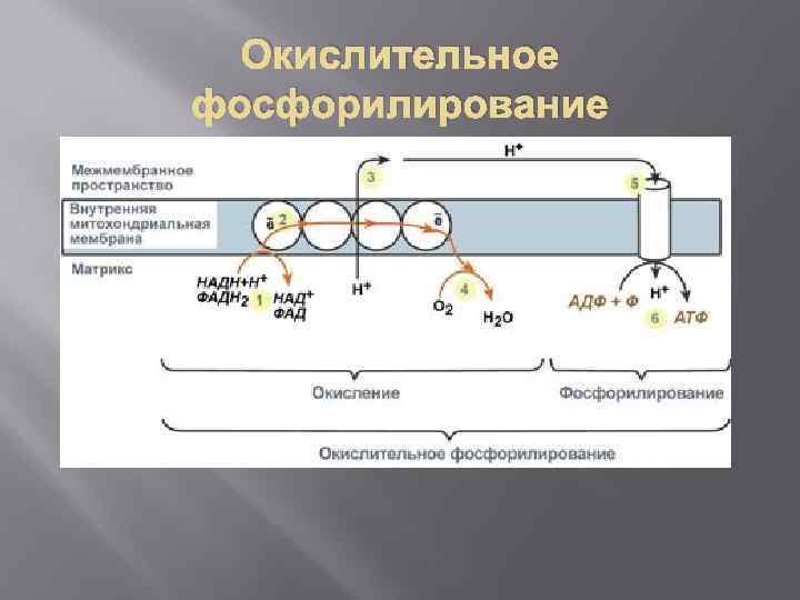 Окислительное фосфорилирование кислородного этапа