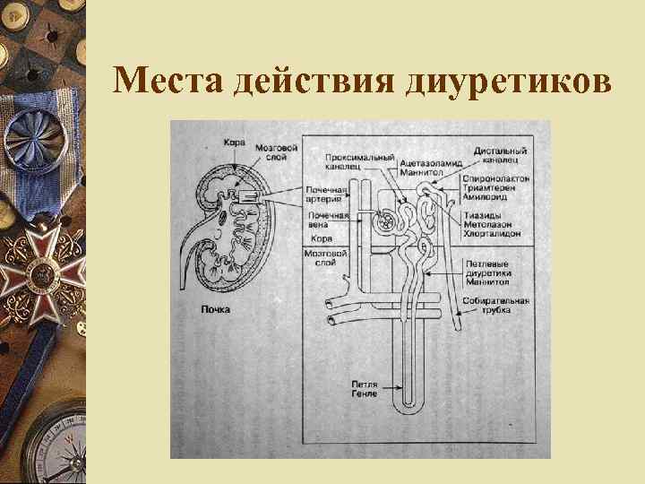 Места действия диуретиков 