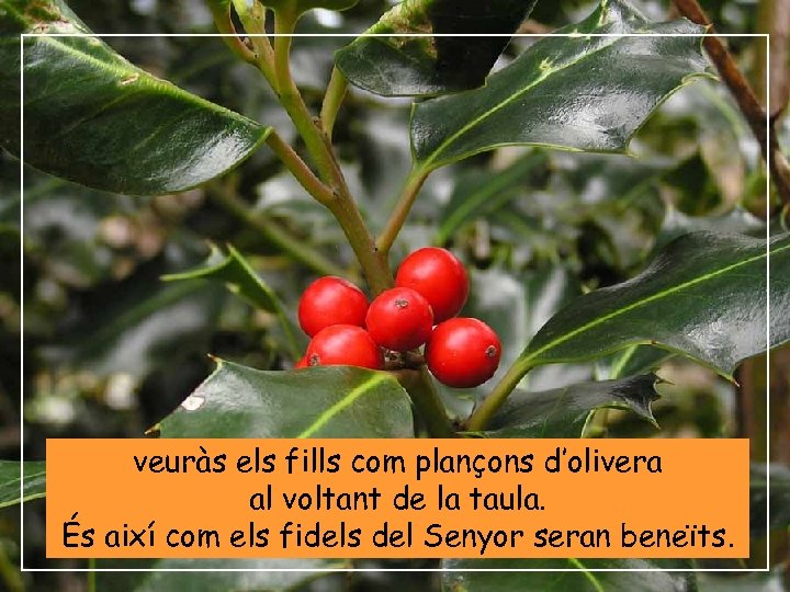 veuràs els fills com plançons d’olivera al voltant de la taula. És així com