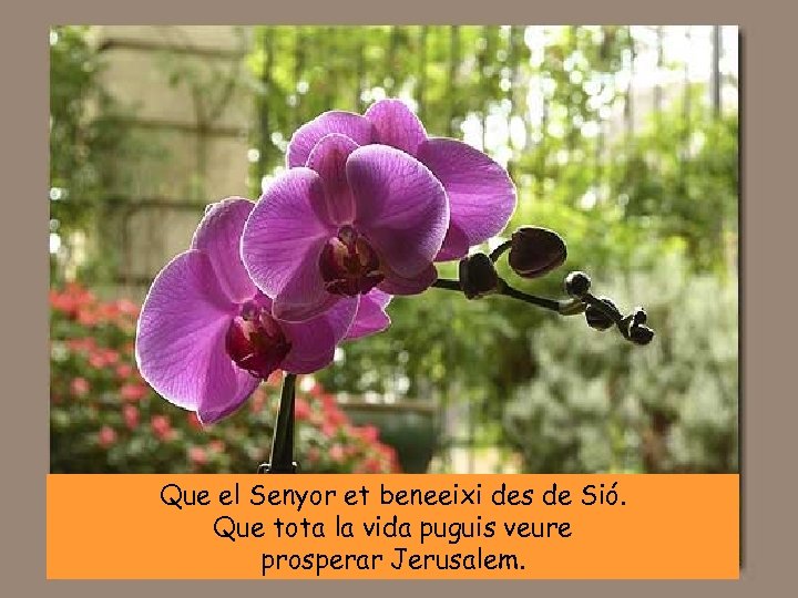 Que el Senyor et beneeixi des de Sió. Que tota la vida puguis veure