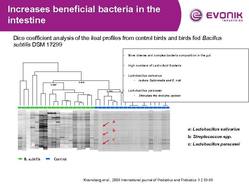 Increases beneficial bacteria in the intestine Dice coefficient analysis of the ileal profiles from