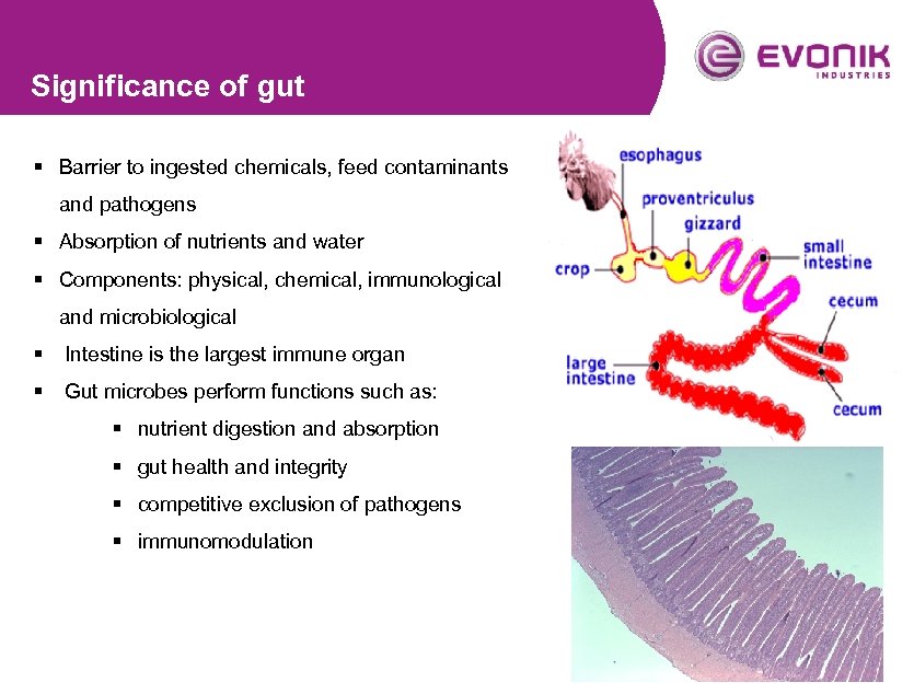 Significance of gut § Barrier to ingested chemicals, feed contaminants and pathogens § Absorption