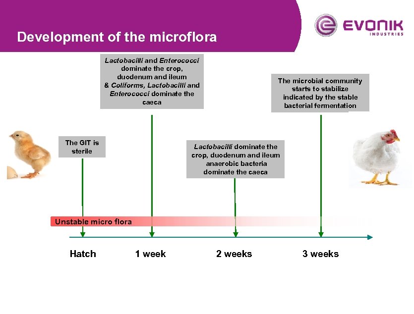 Development of the microflora Lactobacilli and Enterococci dominate the crop, duodenum and ileum &