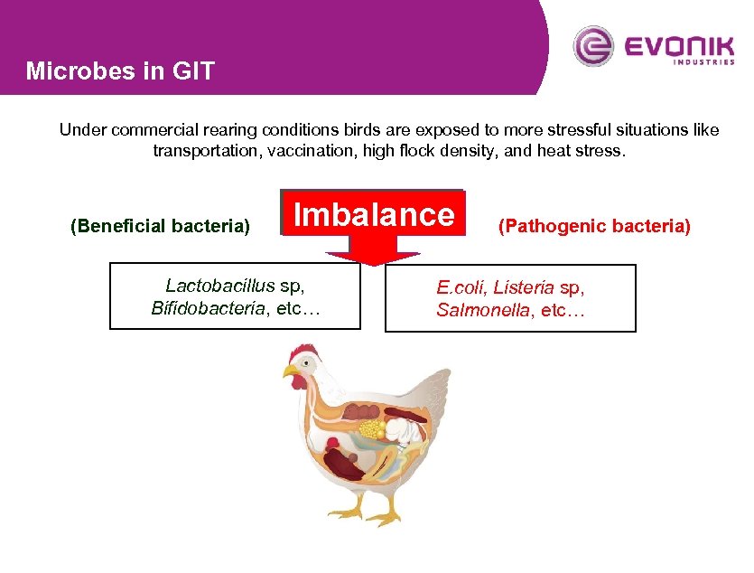 Microbes in GIT Under commercial rearing conditions birds are exposed to more stressful situations