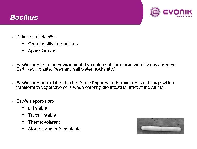 Bacillus § Definition of Bacillus § Gram positive organisms § Spore formers § §