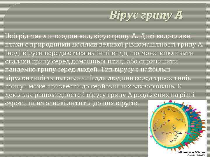 Вірус грипу A Цей рід має лише один вид, вірус грипу A. Дикі водоплавні