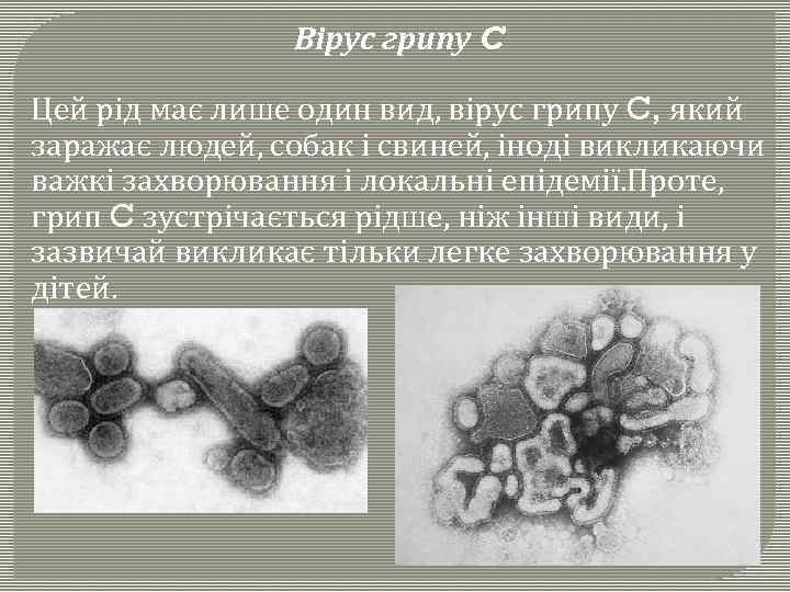 Вірус грипу C Цей рід має лише один вид, вірус грипу C, який заражає