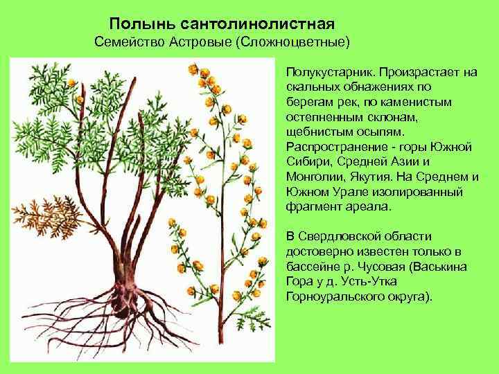 Растения свердловской области фото