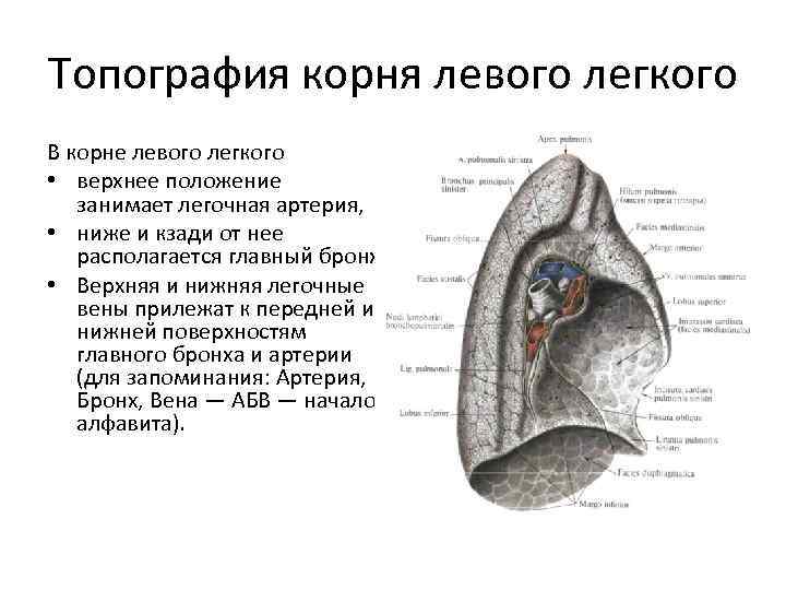 Легко верхний. Анатомические структуры корня легкого. Топография элементов корня легкого. Синтопия элементов корня легкого. Синтопия корня левого легкого.