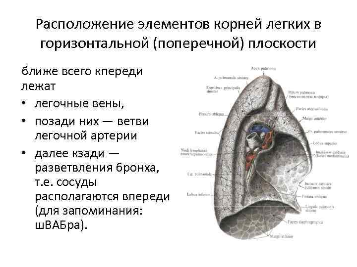 Карина бифуркации трахеи это