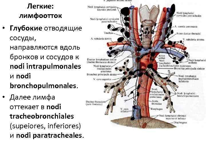 Схема кровоснабжения легких