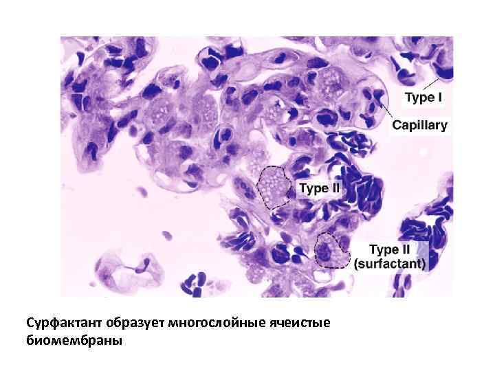 Сурфактант образует многослойные ячеистые биомембраны 