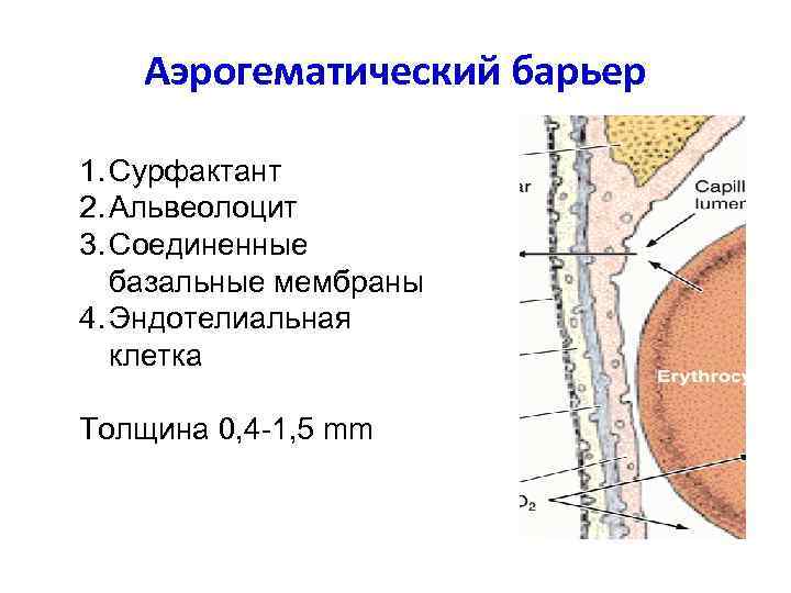 Аэрогематический барьер презентация