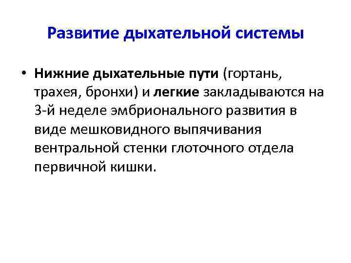 Развитие дыхательной системы • Нижние дыхательные пути (гортань, трахея, бронхи) и легкие закладываются на
