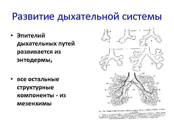 Стенки главных бронхов имеют