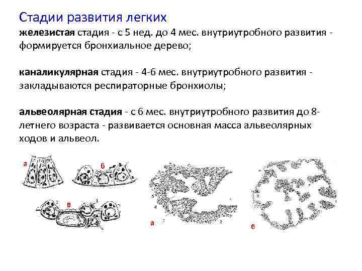 Стадии развития легких железистая стадия с 5 нед. до 4 мес. внутриутробного развития формируется