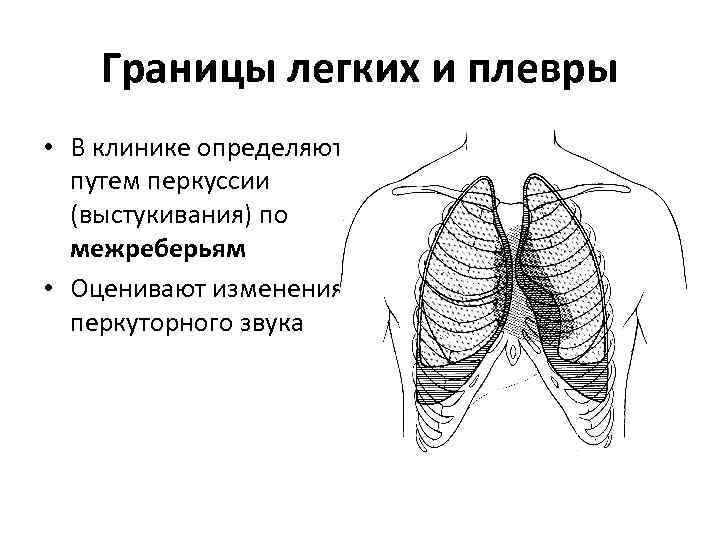 Зоны брюшной полости схема