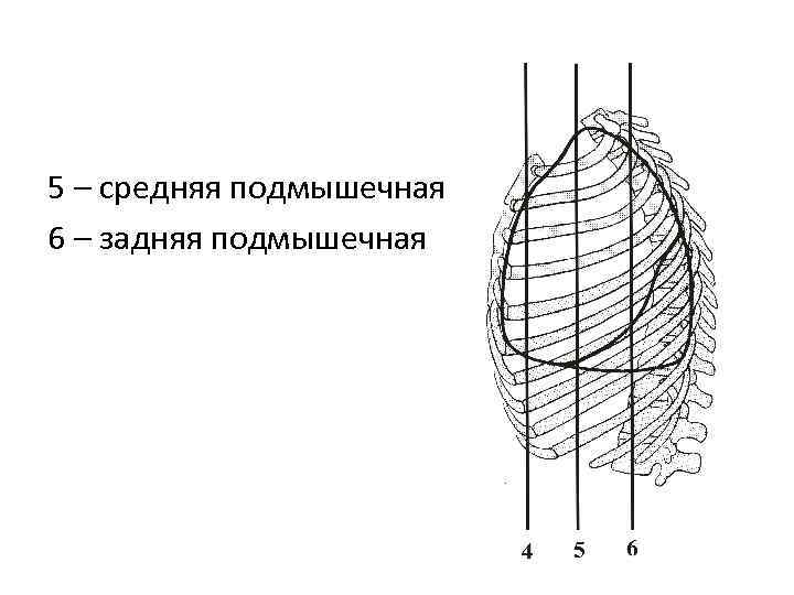 Внутренние стенки грудной полости выстланы