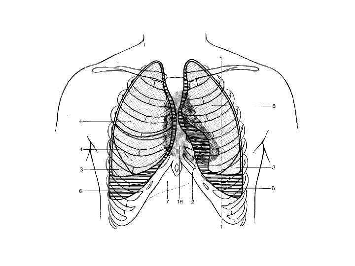 Рисунки грудной полости