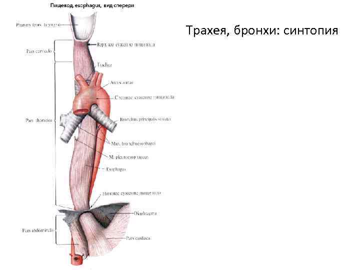 Трахея, бронхи: синтопия 