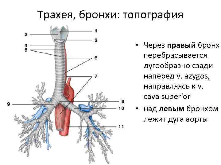 Где находятся бронхи у человека фото спереди и сзади у женщин