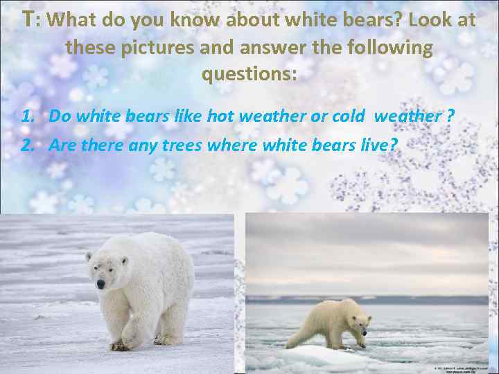 T: What do you know about white bears? Look at these pictures and answer