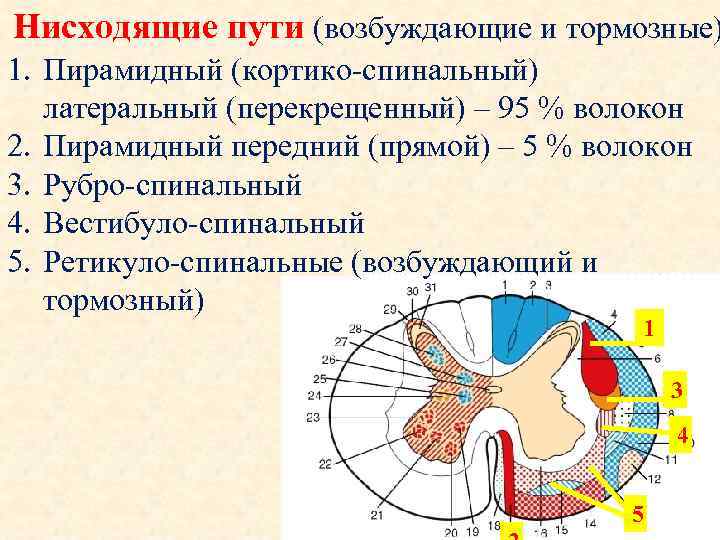 Нисходящие пути (возбуждающие и тормозные) 1. Пирамидный (кортико-спинальный) латеральный (перекрещенный) – 95 % волокон