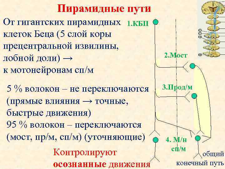 Новый экстрапирамидный путь схема