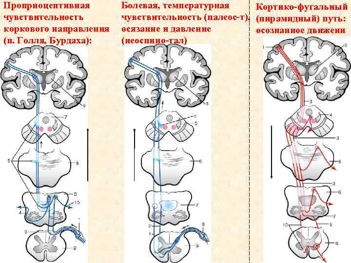 Блок схема проприоцептивного анализатора