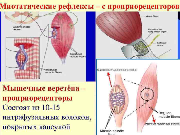 Миотатические рефлексы – с проприорецепторов Мышечные веретёна – проприорецепторы Состоят из 10 -15 интрафузальных