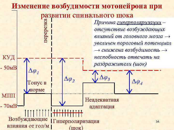 перерезка Изменение возбудимости мотонейрона при развитии спинального шока Причина гиперполяризации – отсутствие возбуждающих влияний