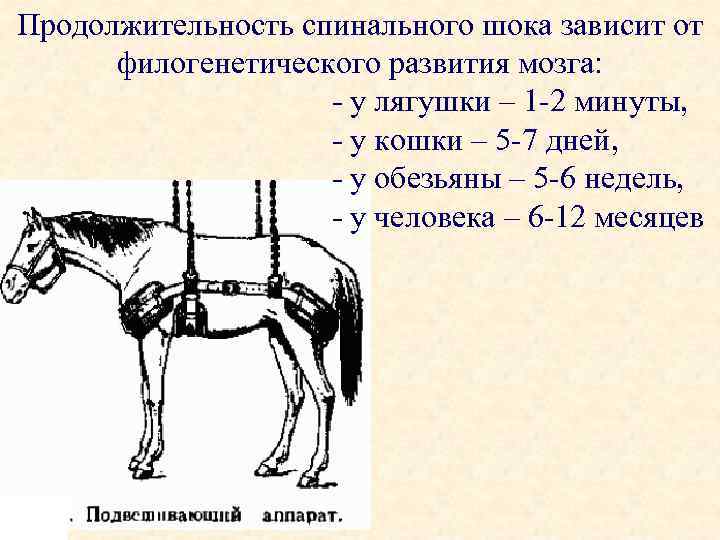 Клиническая картина спинального шока представлена в виде триады