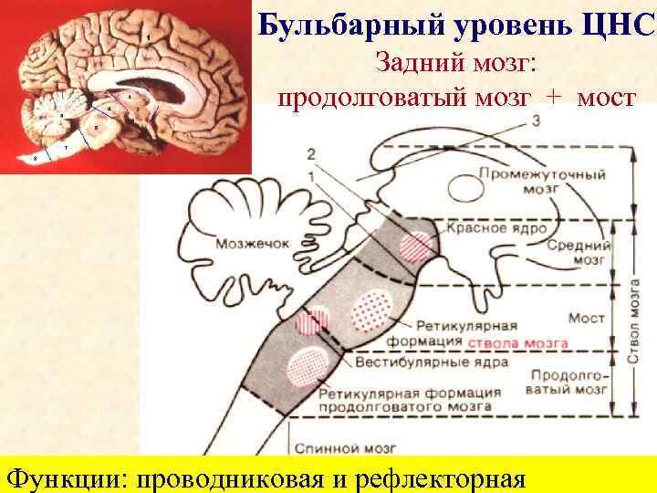 Бульбарный уровень ЦНС Задний мозг: продолговатый мозг + мост Функции: проводниковая и рефлекторная 41